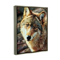 Stupell Wolf Gazing Wildlife Portret Životinja Životinje I Insekti Slikarstvo Siva Plutač Uokvirena Umjetnost