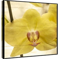 Slike, žuta orhideja, 20x20, dekorativna platnena zidna Umjetnost